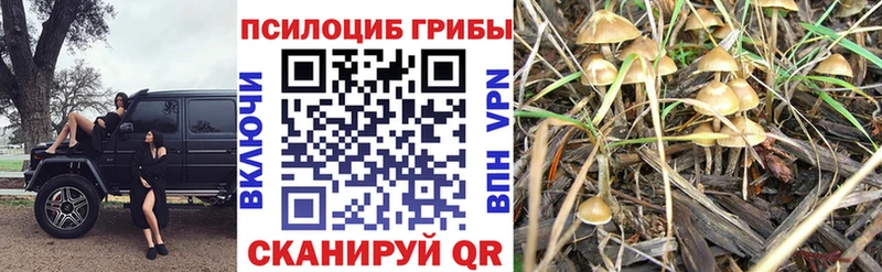 Псилоцибиновые грибы GOLDEN TEACHER  Крым 